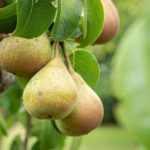 Birnenbaum pflanzen und pflegen - Unsere Tipps