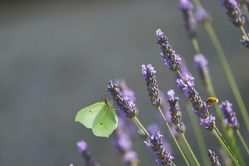 Schmetterling auf der Lavendel