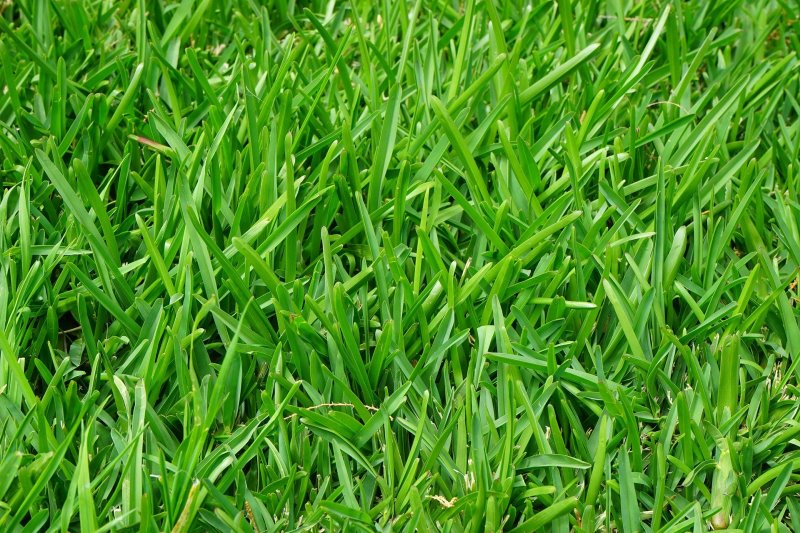 Rasengarten Kunstrasen Rasenteppich HIGHLAND Gras Wischer gute Qualität 