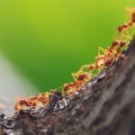Ameisengift: Test, Vergleich und Kaufratgeber