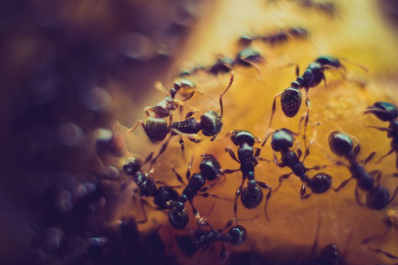 Ameisen auf der Nahrungssuche