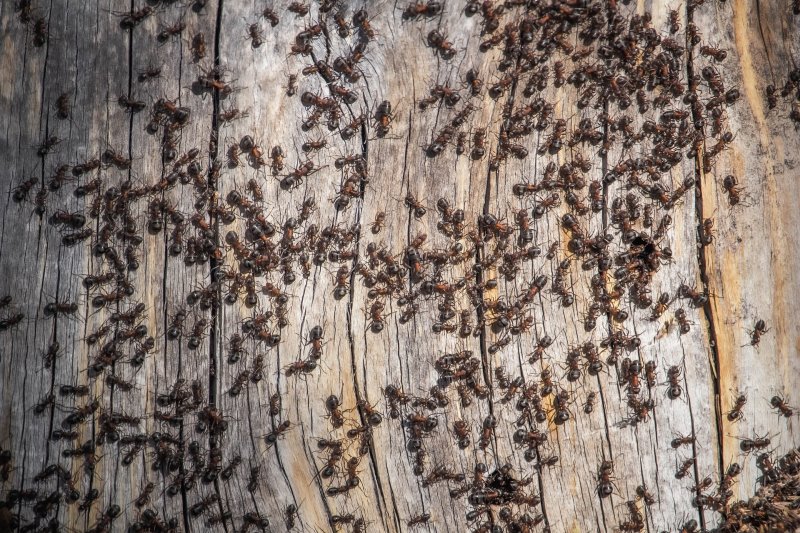 Ameisenbefall von Holz
