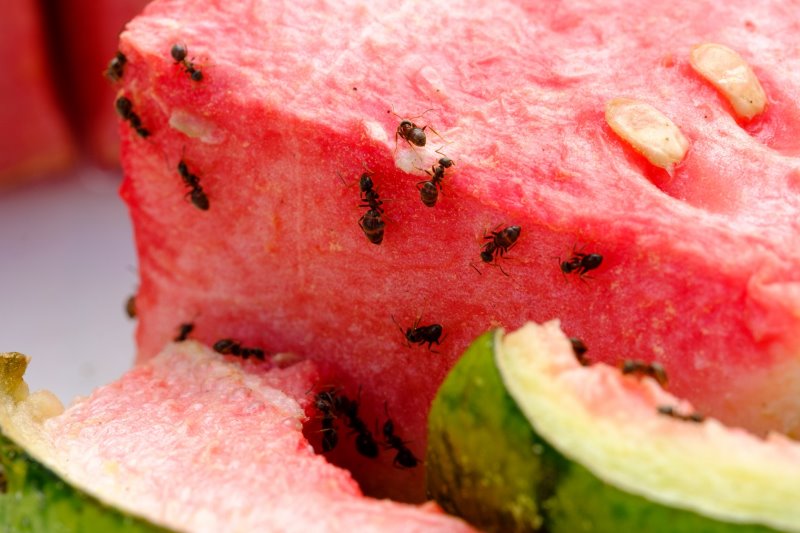 Ameisen auf einer Melone