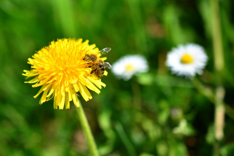 Eine gesunde Biene beim Bestäuben von Blüten