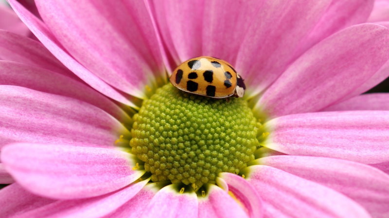 Der Marienkäfer sitzt auf der Blüte der Gerbera