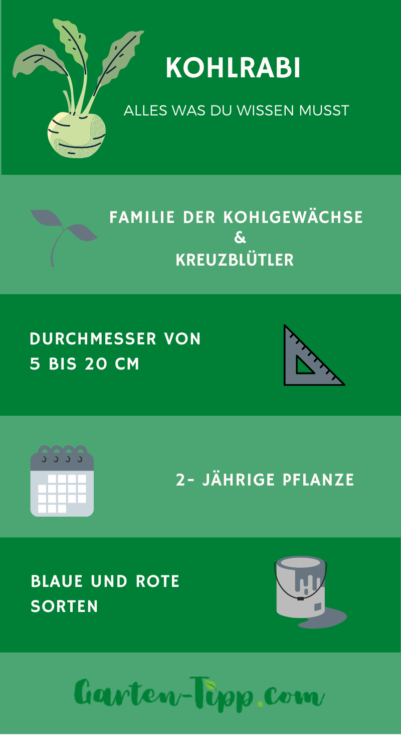 Infografik Kohlrabi