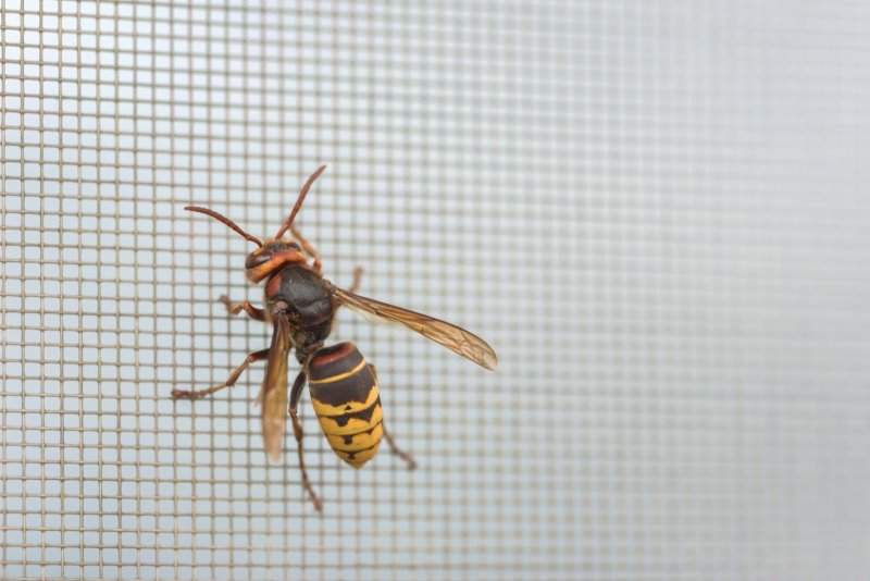 Insektenschutztür, hier befindet sich eine Hornisse auf einem Fliegengitter