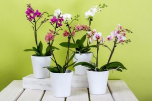 Orchideen in einem Blumentopf