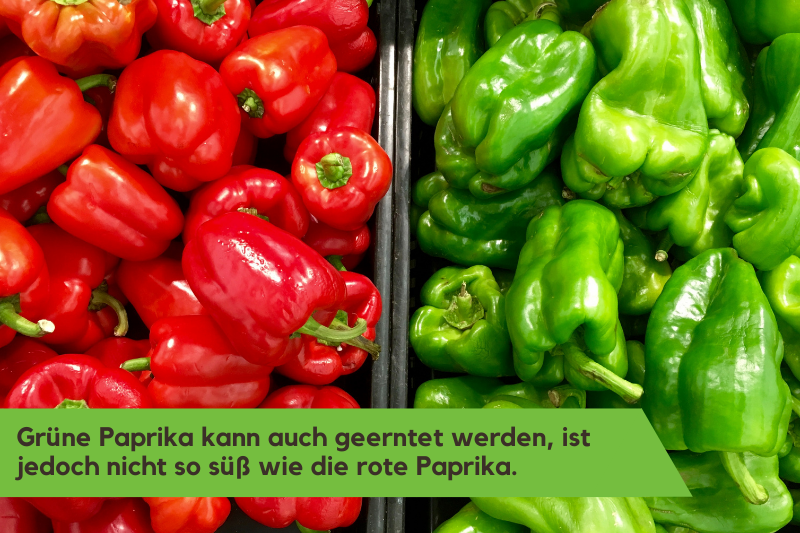 Grüne und Rote Paprika liegen auf Verkaufsstand
