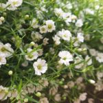 Schleierkraut mit weißen Blüten