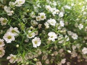 Schleierkraut mit weißen Blüten