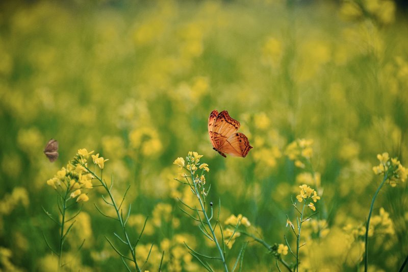 Schmetterling auf einer Blumenwiese