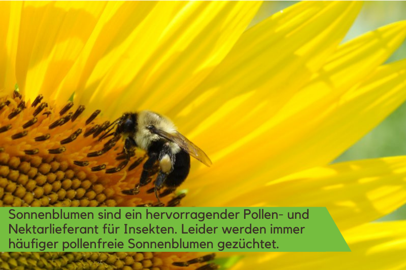 Sonnenblumen als Nektar- und Pollenlieferant