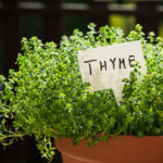 Thymian pflanzen und pflegen - Unsere Tipps