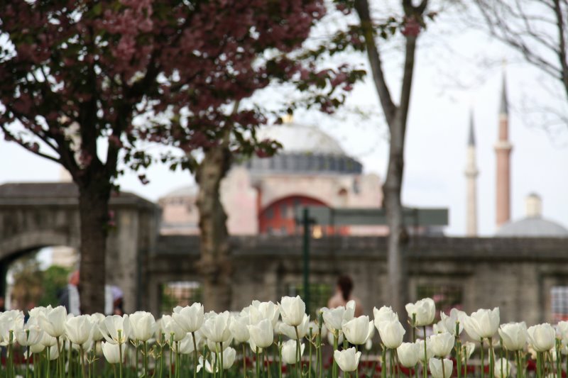 Weiße Tulpen in Istanbul mit der Hagia Sophia im Hintergrund