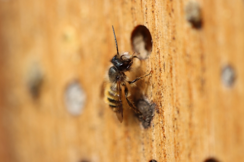 Eine Wildbiene an einem Block aus gebohrtem Holz
