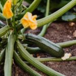 Zucchini-Pflanze im Freibeet
