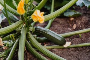 Zucchini-Pflanze im Freibeet