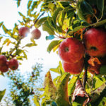Apfelbaum pflanzen und pflegen -Unsere Tipps