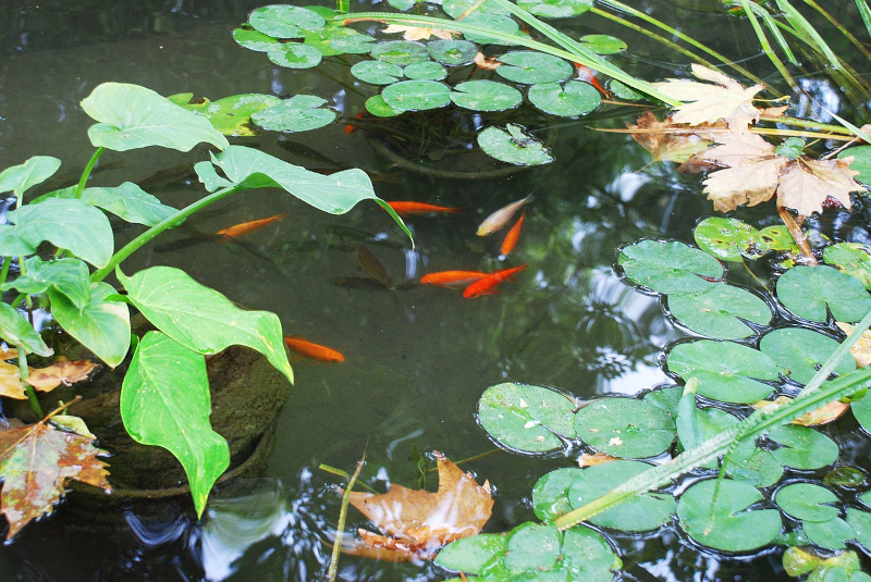 Goldfische in einem Gartenteich