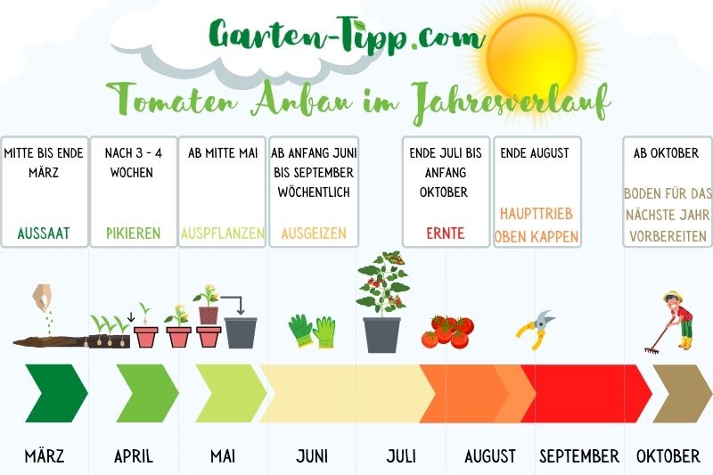 Infografik, die den Anbau von Tomaten im Zeitverlauf zeigt