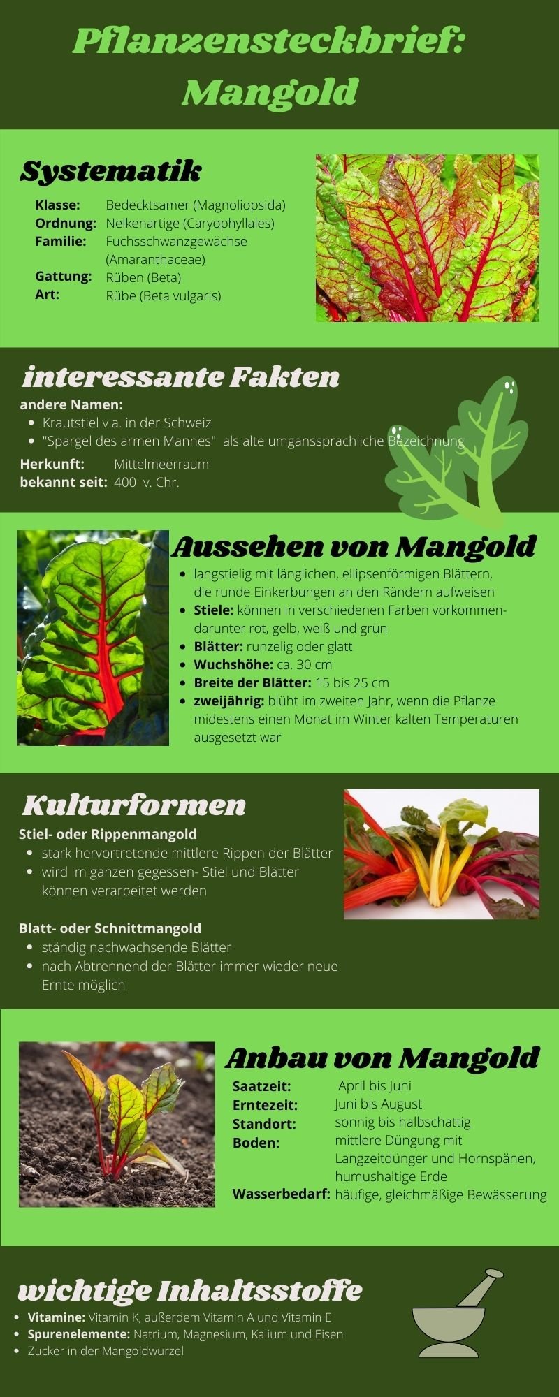 Pflanzensteckbrief Mangold