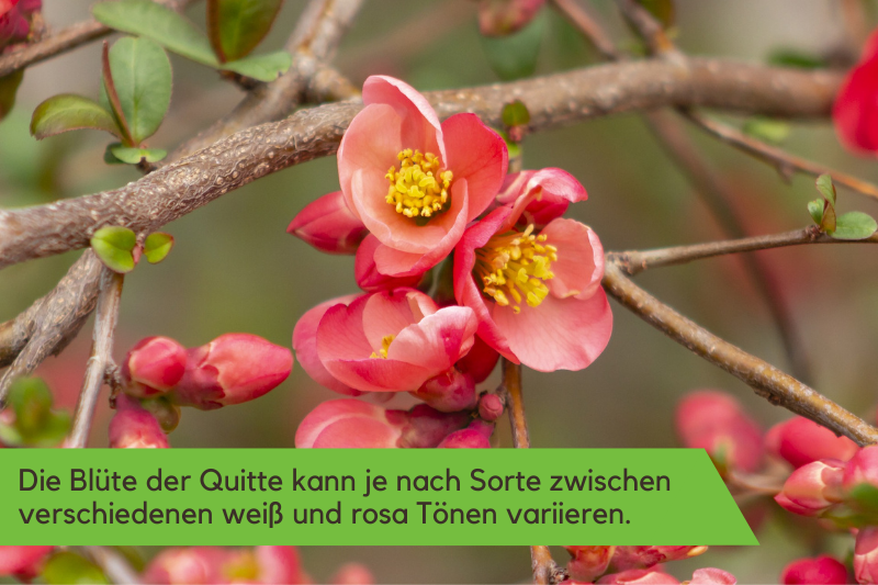 Die Blüte der Quitte kann je nach Sorte zwischen verschiedenen weiß und rosa Tönen variieren. 
