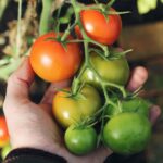 Tomatenpflanze wird geerntet