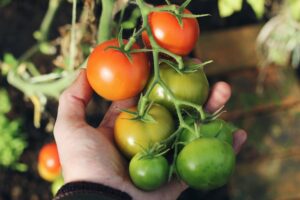 Tomatenpflanze wird geerntet