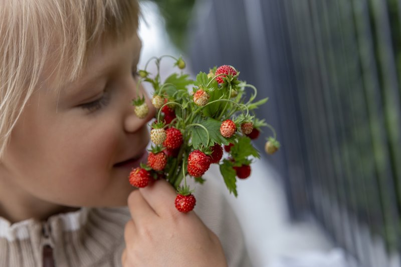 kind-riecht-an-walderdbeeren