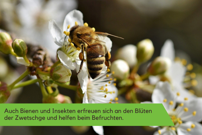 Eine Biene sitzt auf einer weißen Zwetschgenblüte, wir sehen sie von hinten. Die Beschriftung lautet: "Auch Bienen und Insekten erfreuen sich an den Blüten der Zwetschge und helfen beim Befruchten."