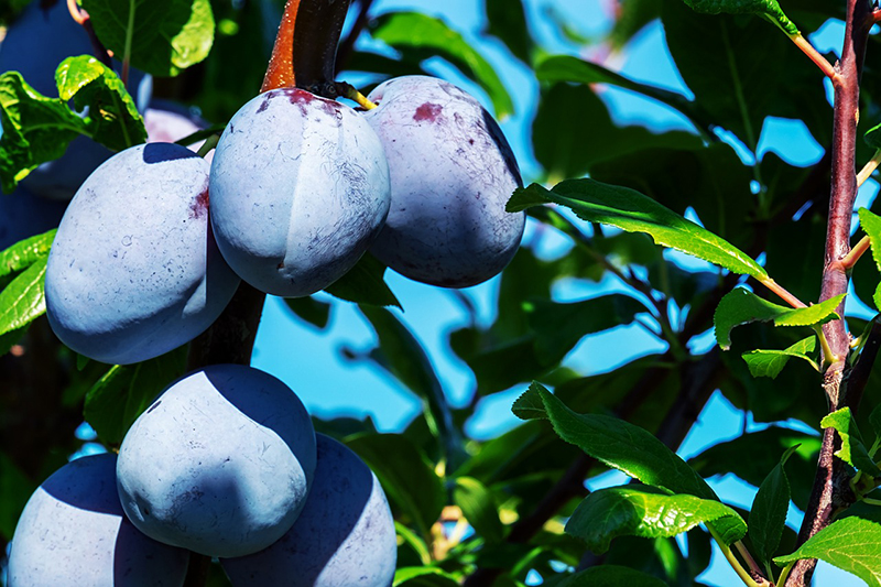 Einige reife, blau-violette Früchte hängen an einem Ast. Sie sind stark bereift und weisen daher eine besonders dicke Wachsschicht auf.