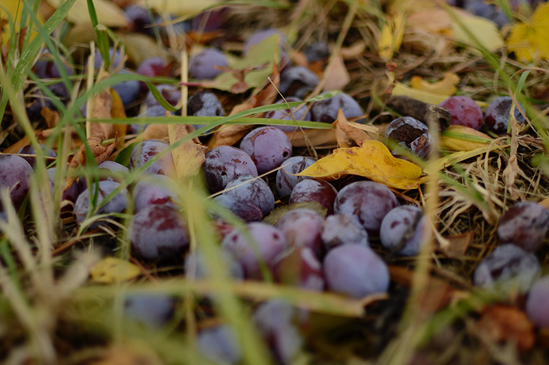 Zu Boden gefallene Zwetschgen liegen zwischen Laub und Gras. Die Früchte haben eine schöne violette Farbe, die gegen die gelben Laubblätter einen schönen Kontrast bilden.