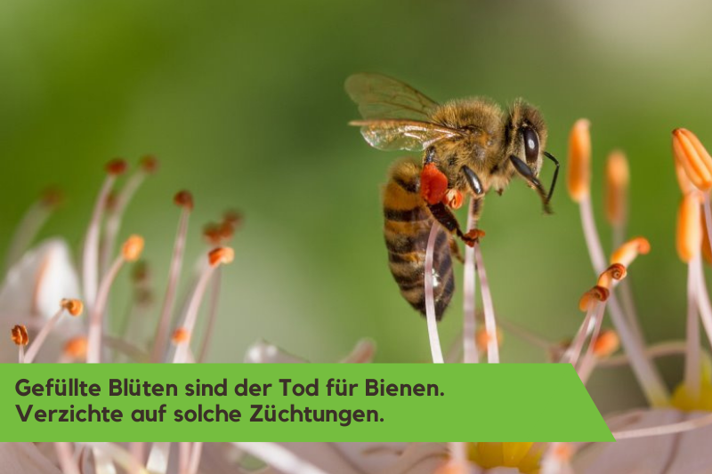Biene auf Blüte beim Pollen sammeln.