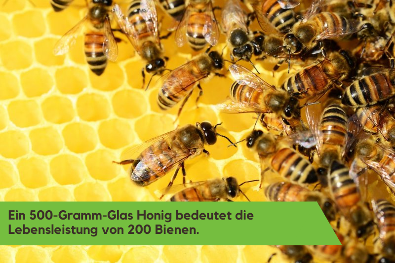 Bienen auf Honigwaben. 