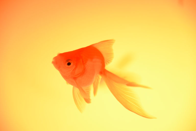 Ein Goldfisch mit leuchtenden Farben