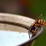 Wespen Abwehr Mittel Wespenplage Wespenfalle