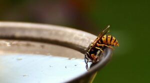 Wespen Abwehr Mittel Wespenplage Wespenfalle