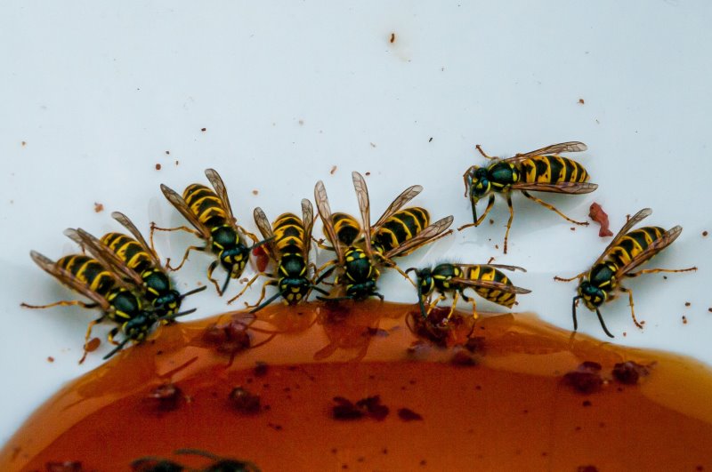 Wespenabwehr Lockmittel Honig