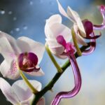 Orchidee mit Pflanzenstab